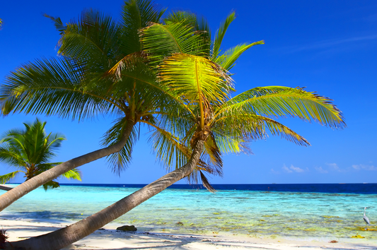 Return to the Pacific 2027